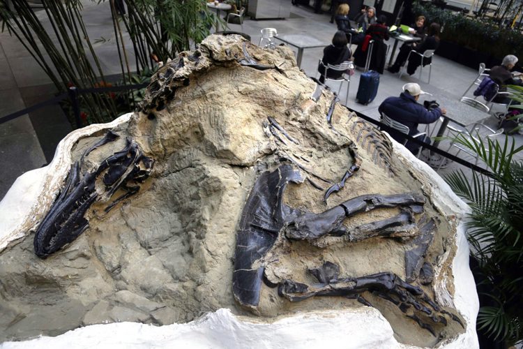 Court Montana family owns dinosaur fossils News, Sports, Jobs